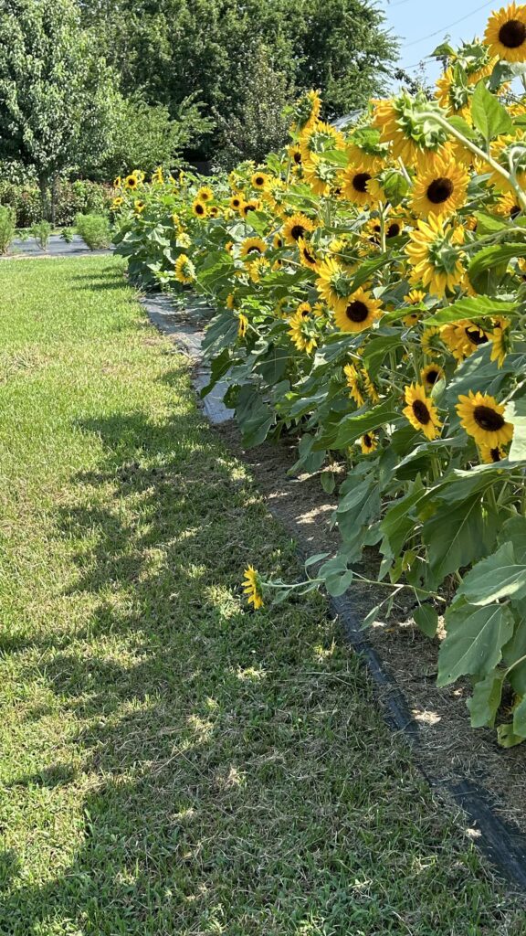 Rows of sunflowers at the Flower Farm at The Studio at K|D in Tulsa